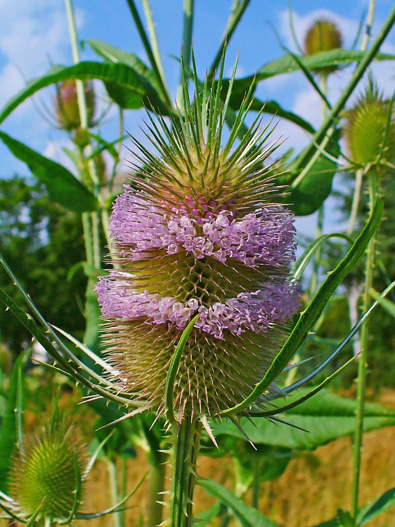 Image of Dipsacus fullonum