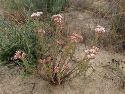 Image of Crassula scabra L.