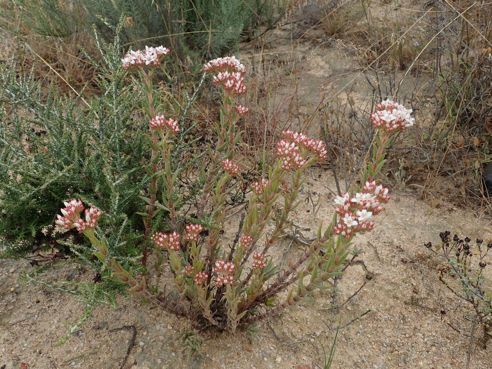 Image of Crassula scabra L.