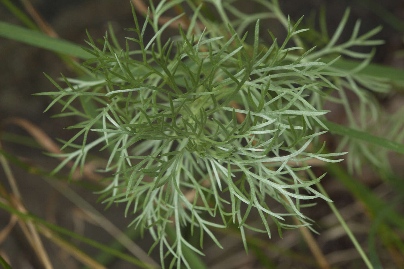 Image of Artemisia schmidtiana Maxim.