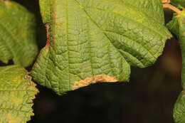 Image of Hazel Slender