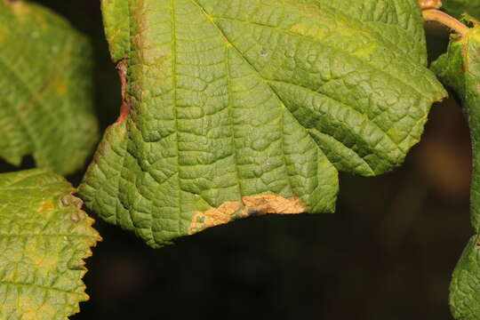 Image of Hazel Slender