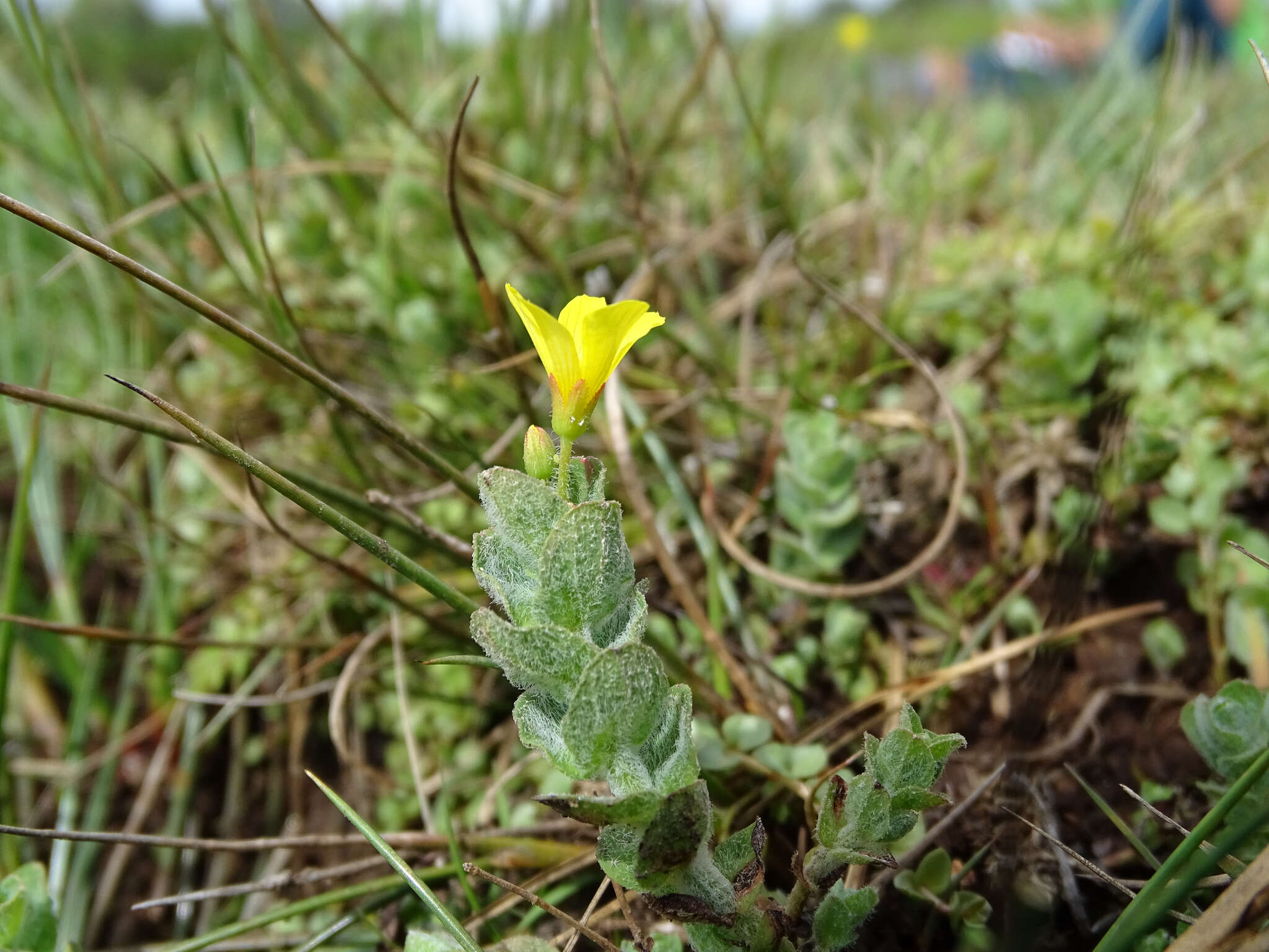 Plancia ëd Hypericum elodes L.