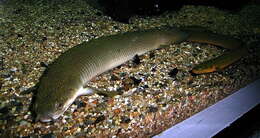 Image of Gray bichir