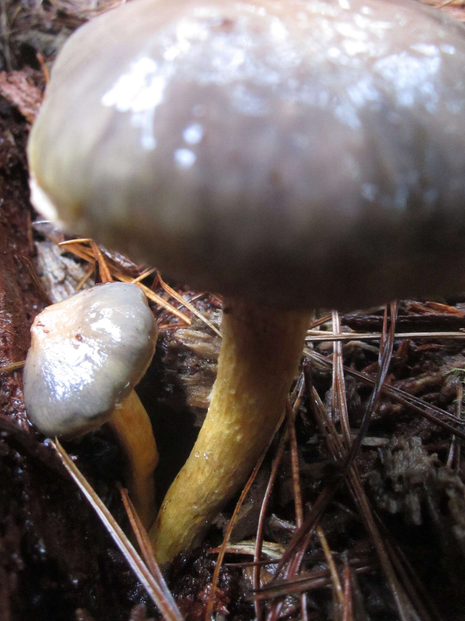 Chroogomphus ochraceus (Kauffman) O. K. Mill. 1964 resmi