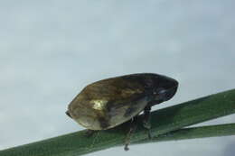 Image of Leafhopper