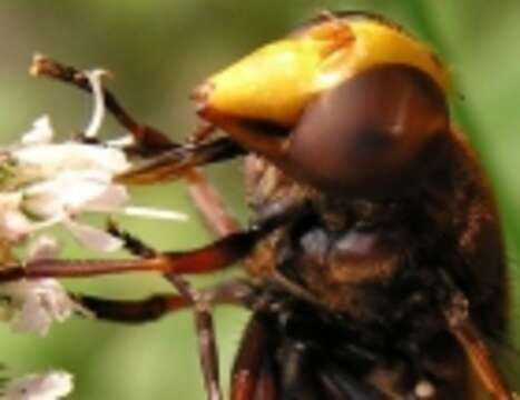 Image of Sicus ferrugineus (Linnaeus 1761)