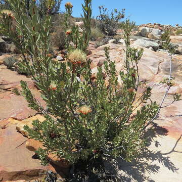 Image of clanwilliam sugarbush