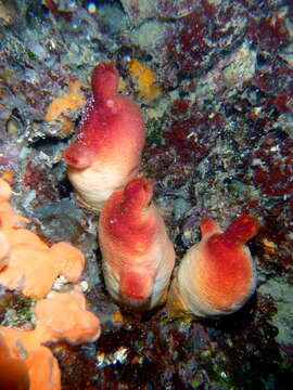 Image of red sea-squirt