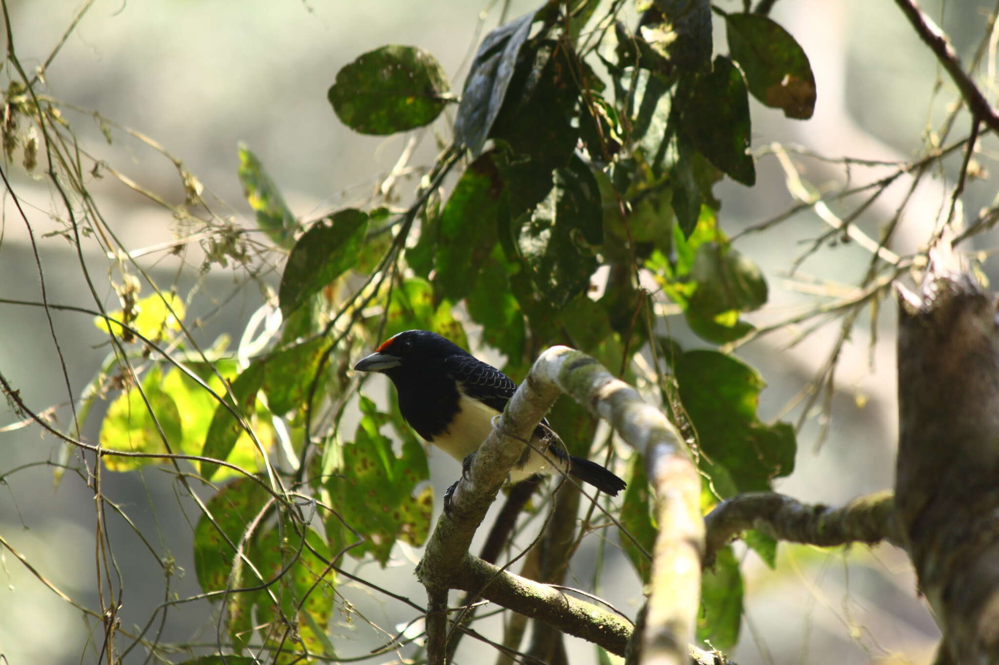 Image of Orange-fronted Barbet