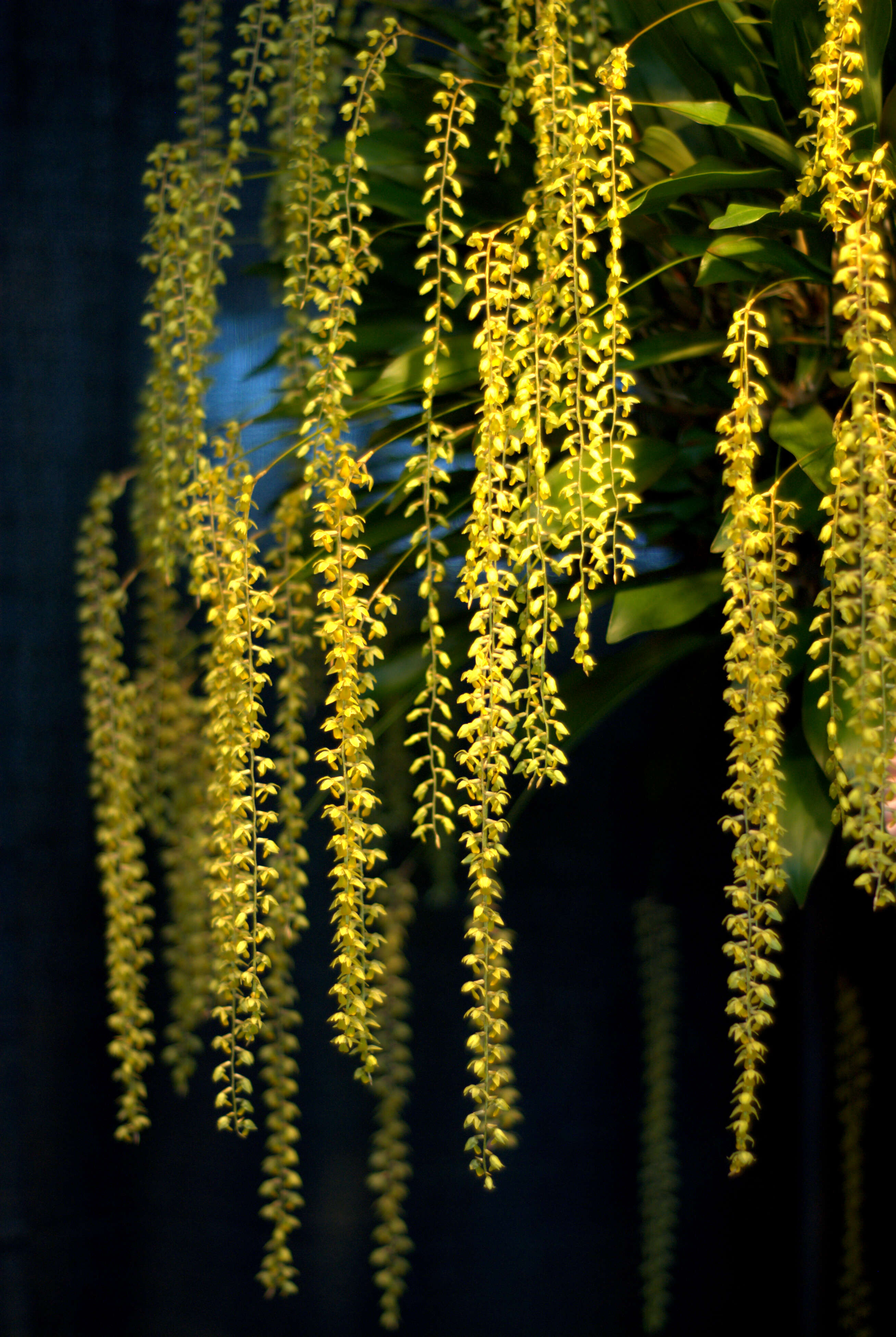 Dendrochilum cobbianum Rchb. fil. resmi