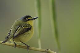 Image of Gray-headed Tody-Flycatcher