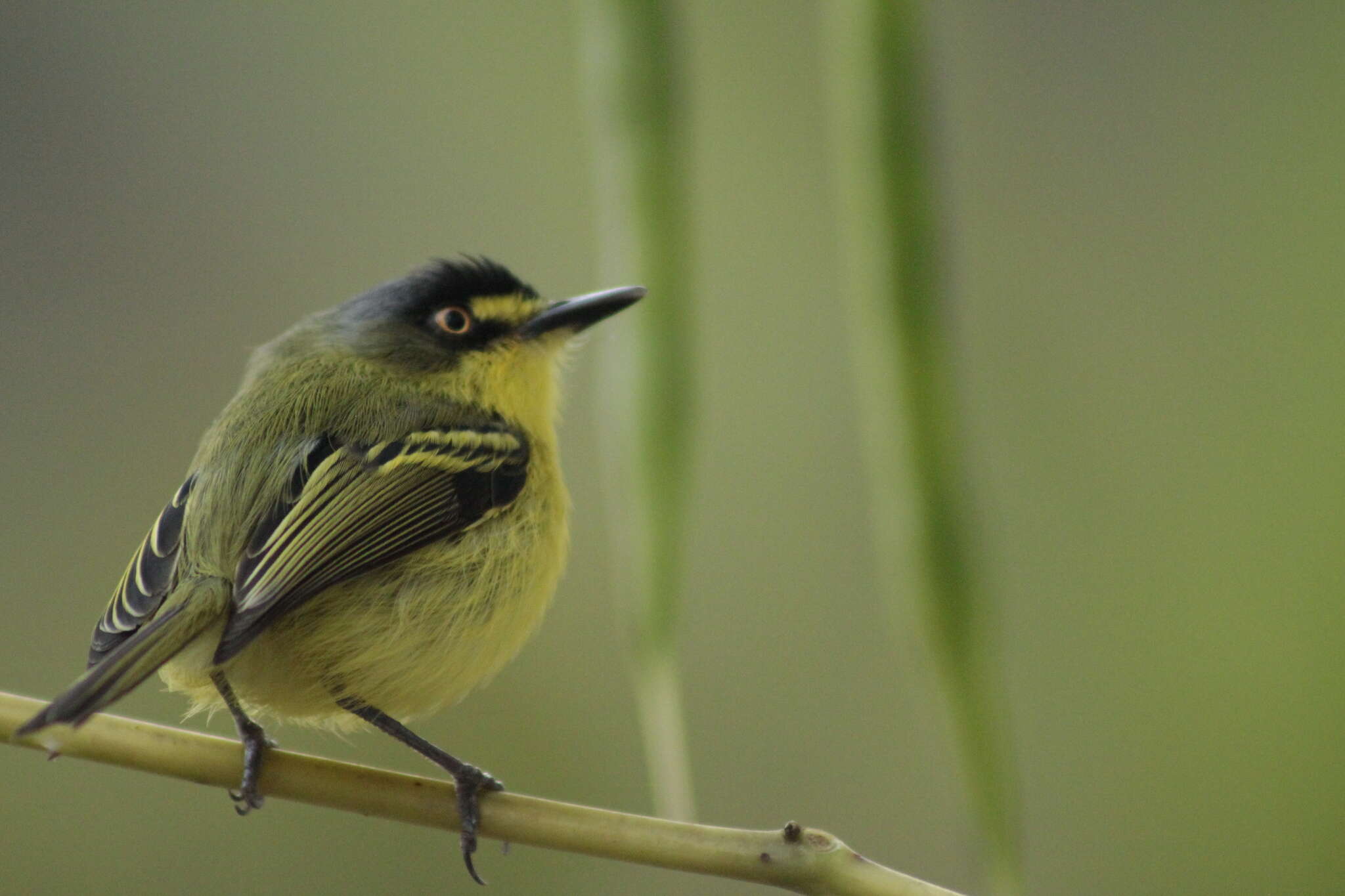 Image of Gray-headed Tody-Flycatcher