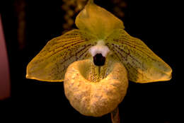 Sivun Paphiopedilum malipoense S. C. Chen & Z. H. Tsi kuva