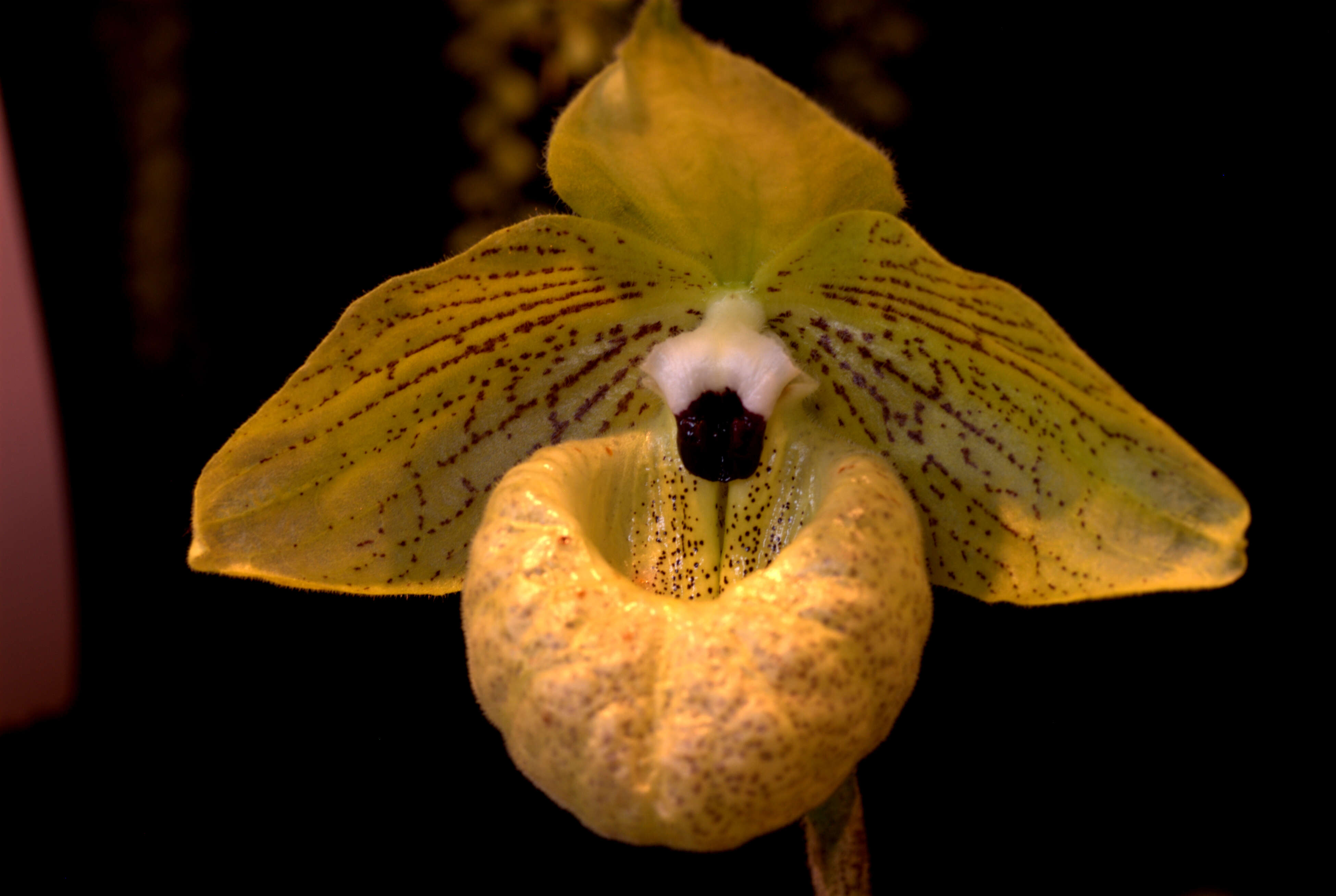 Слика од Paphiopedilum malipoense S. C. Chen & Z. H. Tsi