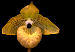 Sivun Paphiopedilum malipoense S. C. Chen & Z. H. Tsi kuva