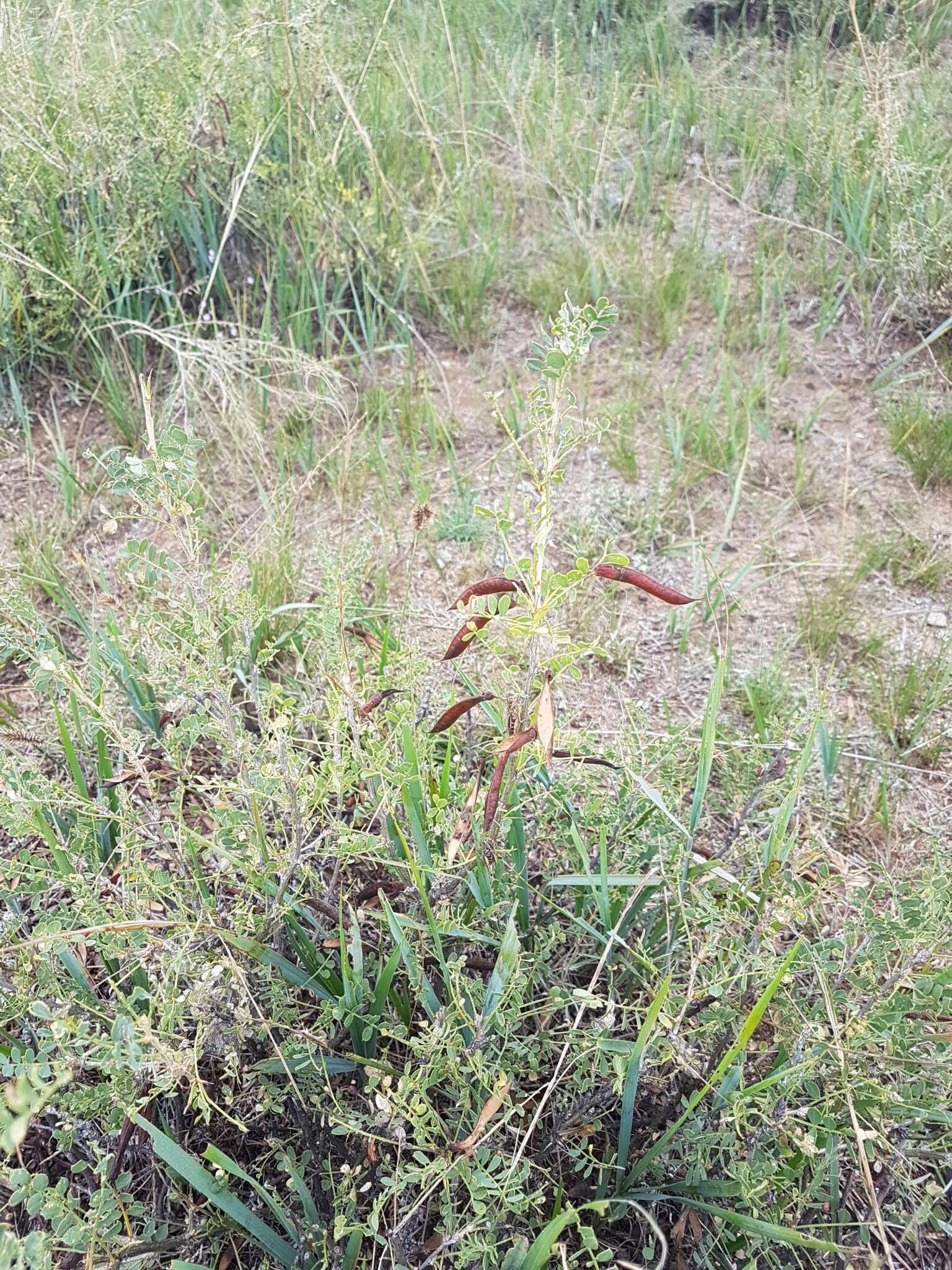 Image of Caragana buriatica Peschkova