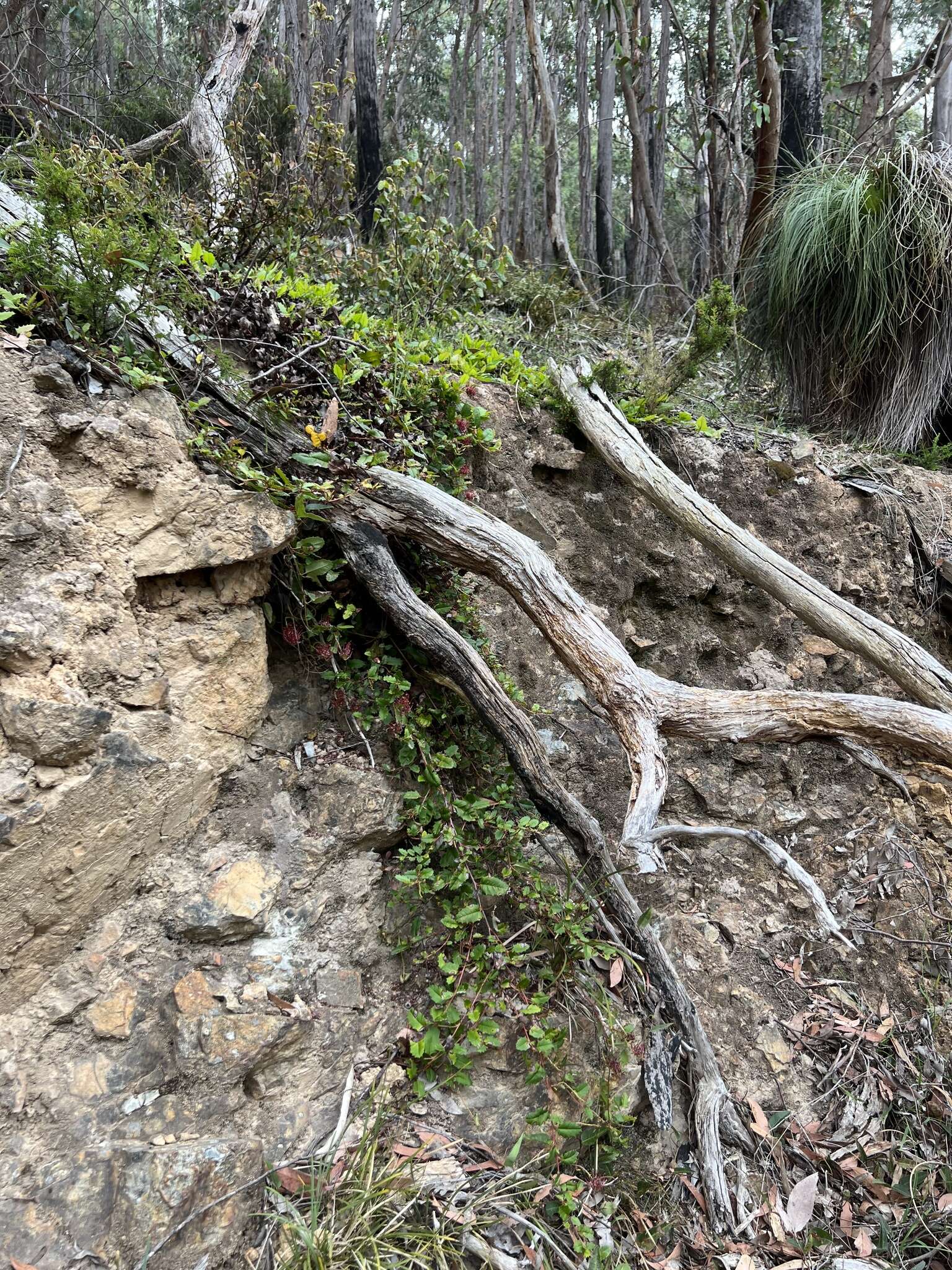 Image of Grevillea repens F. Müll.