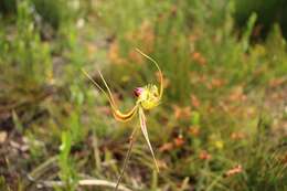 Image of Butterfly orchid