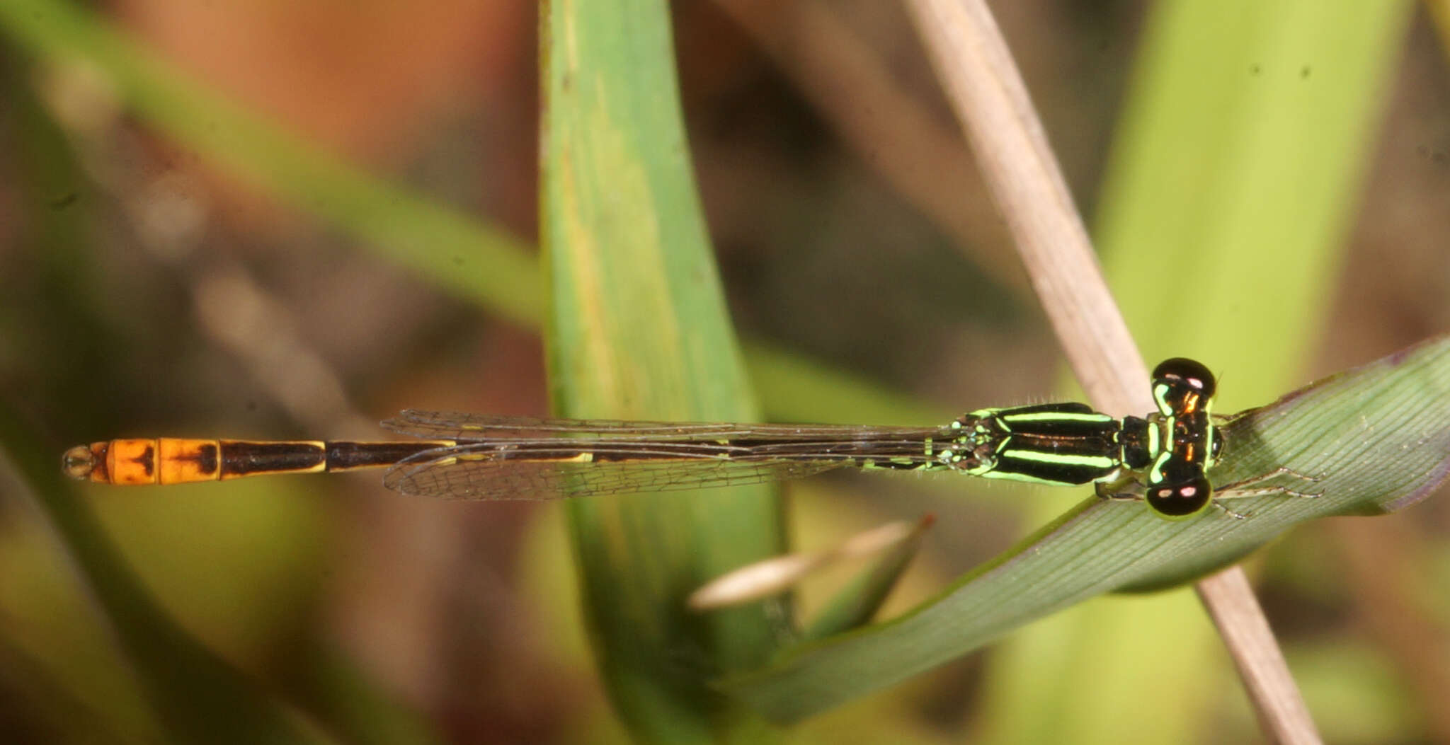 Imagem de Agriocnemis minima Selys 1877