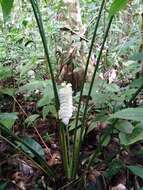 Image of Calathea platystachya Standl. & L. O. Williams