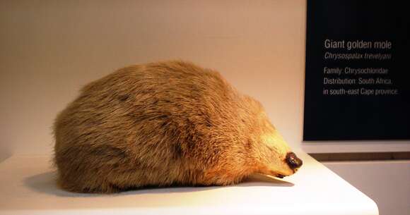 Image of giant golden mole