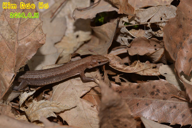 Takydromus amurensis (Peters 1881) resmi