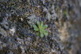 Imagem de Sedum litoreum Guss.