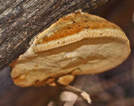 Perenniporia ochroleuca (Berk.) Ryvarden 1972 resmi