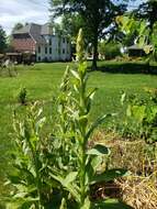 Image of Verbascum thapsus subsp. thapsus