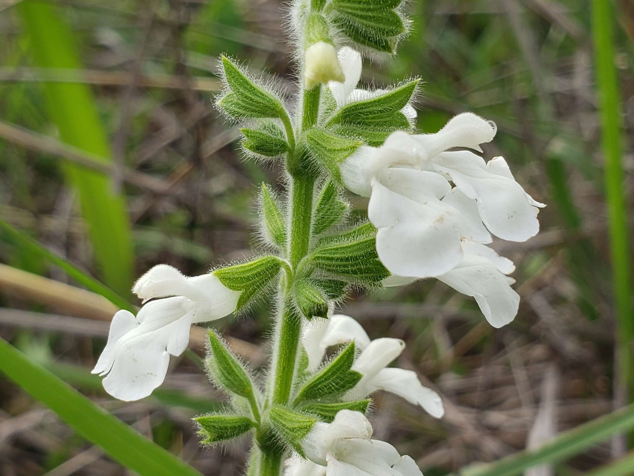 Image of Salvia assurgens Kunth