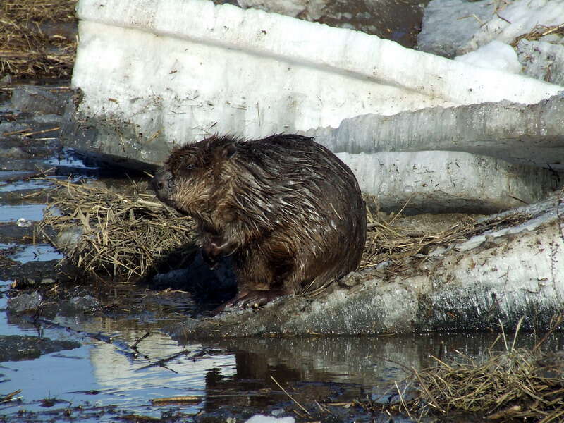 Image of European beaver