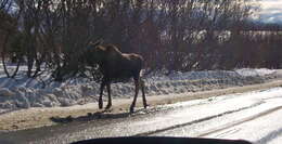 Image of North American Elk