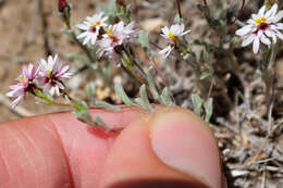 Plancia ëd Lessingia tenuis (A. Gray) Coville