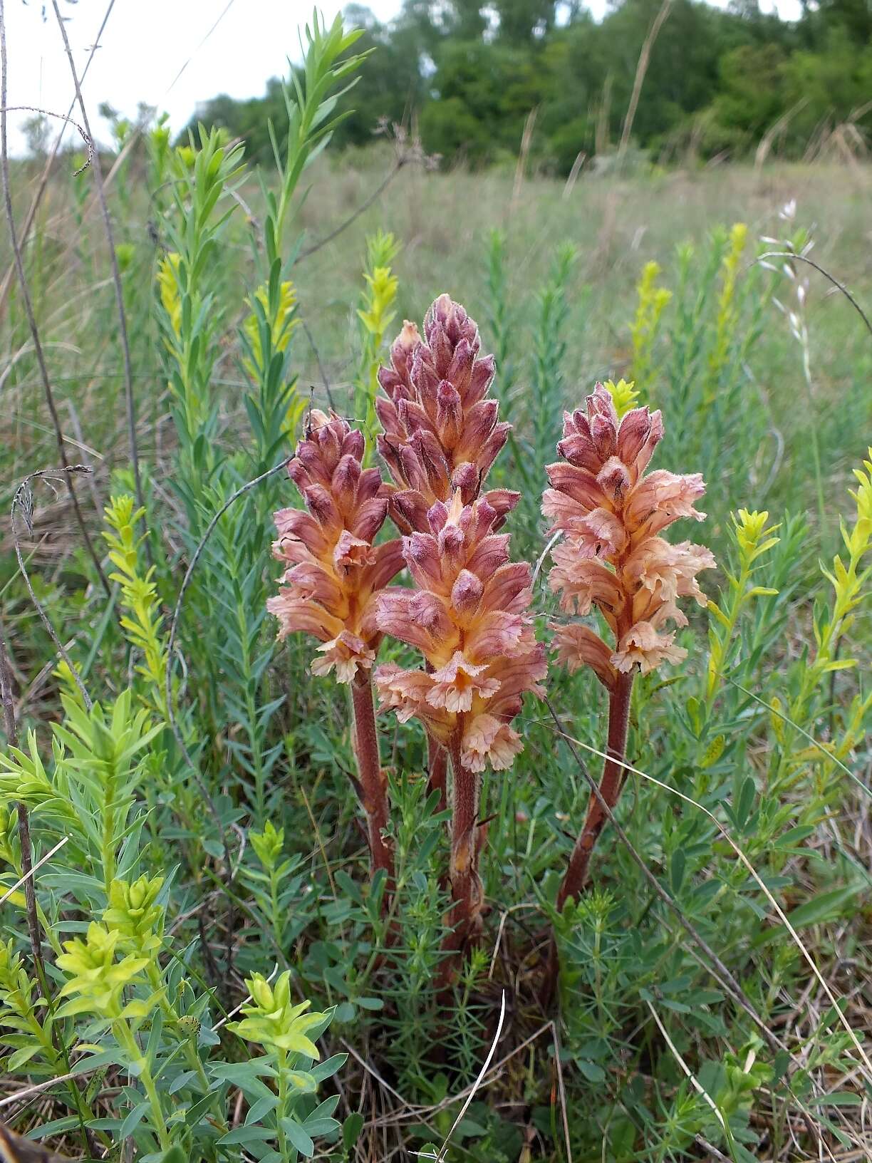 Imagem de Orobanche lutea Baumg.