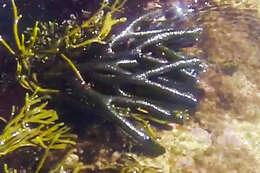 Image of Codium fragile