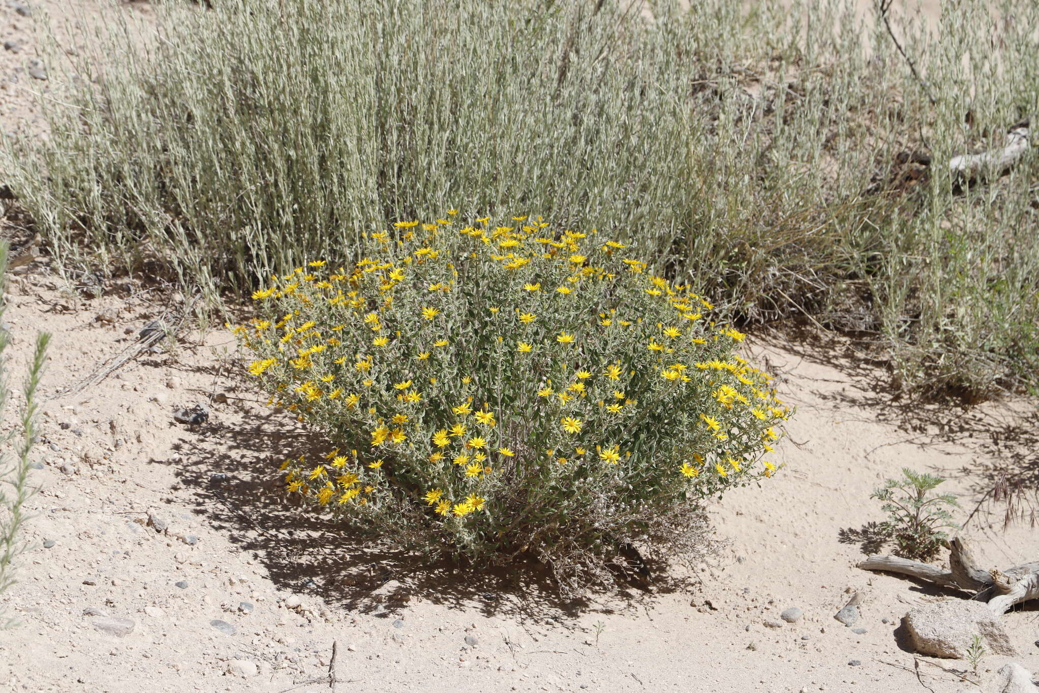 Image of <i>Heterotheca hirsutissima</i>