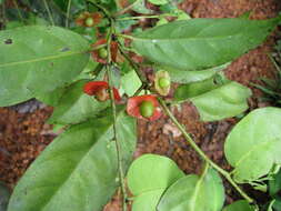 Image of Heisteria acuminata (Humboldt & Bonpland) Engler