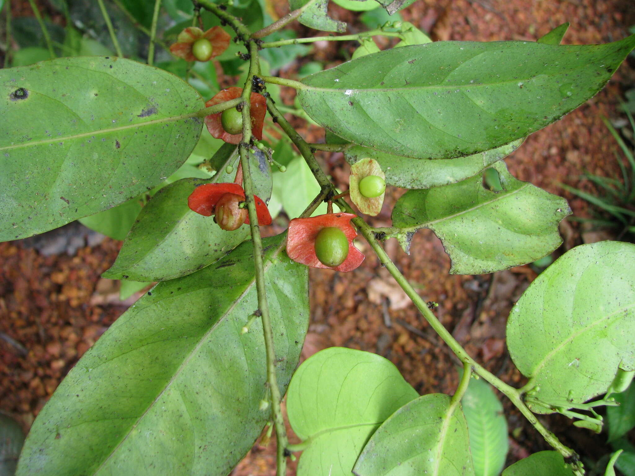 Image of Heisteria acuminata (Humboldt & Bonpland) Engler