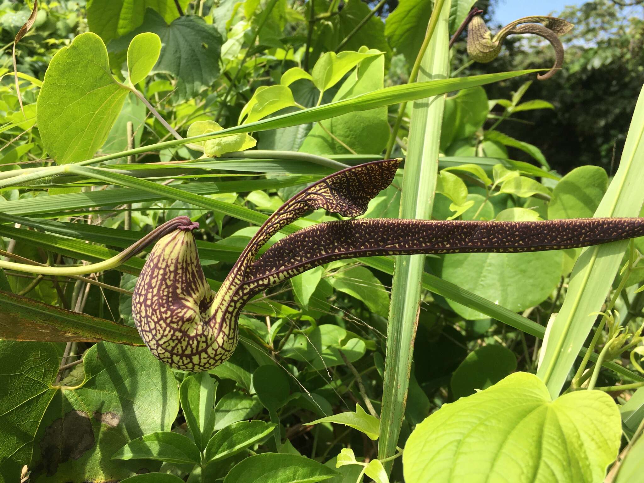 Image de Aristolochia ringens Vahl