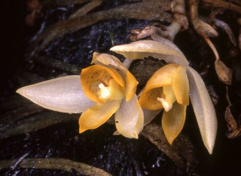 Image of Sievekingia