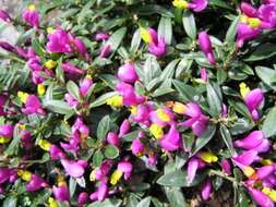 Image of shrubby milkwort