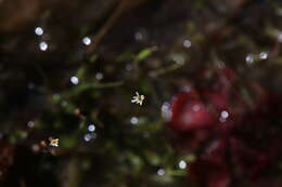 Utricularia quinquedentata F. Mueller ex P. Taylor resmi