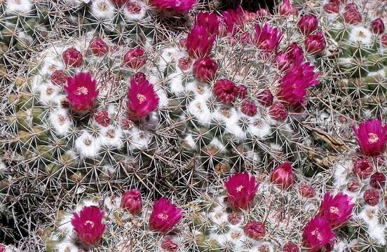 Image of Mammillaria standleyi (Britton & Rose) Orcutt