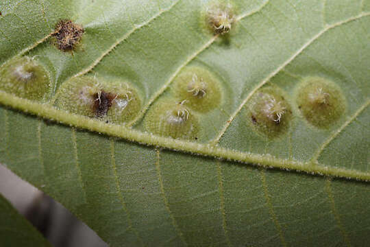 Image of Phylloxera caryaefoliae Fitch 1856