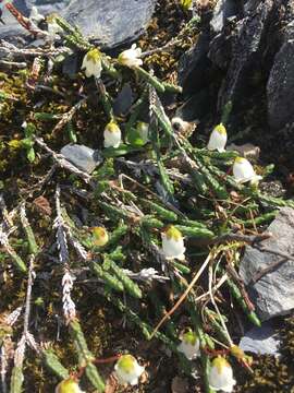 Image of clubmoss cassiope