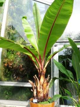 Imagem de Ensete ventricosum (Welw.) Cheesman