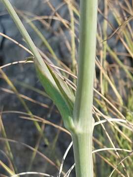 Image of Thapsia scabra (Cav.) Simonsen, Rønsted, Weitzel & Spalik