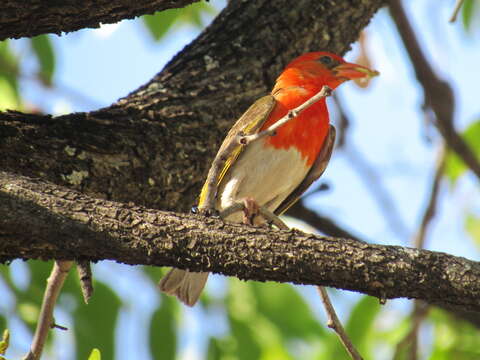 Imagem de Anaplectes rubriceps rubriceps (Sundevall 1850)