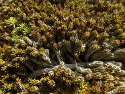 Image de Dracophyllum muscoides Hook. fil.